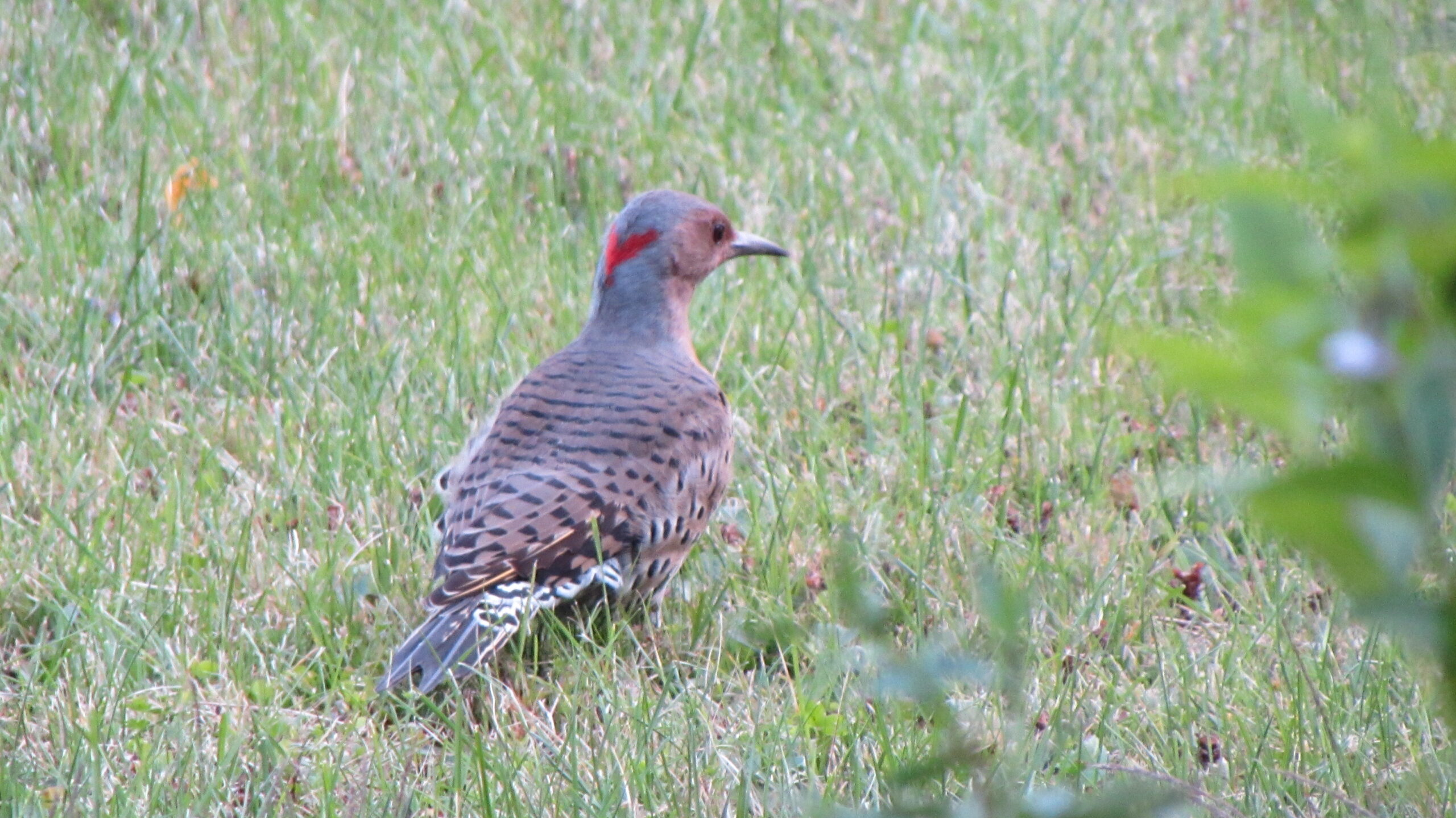 A Yellow-Shafted Northern Flicker standing in the grass